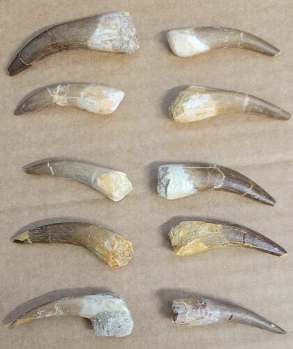Lot Of 10 Fossil Plesiosaur Teeth